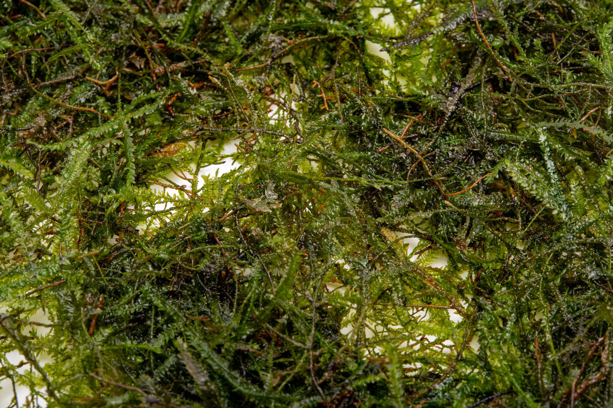 Java Moss