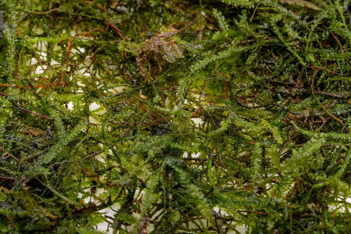 Java Moss