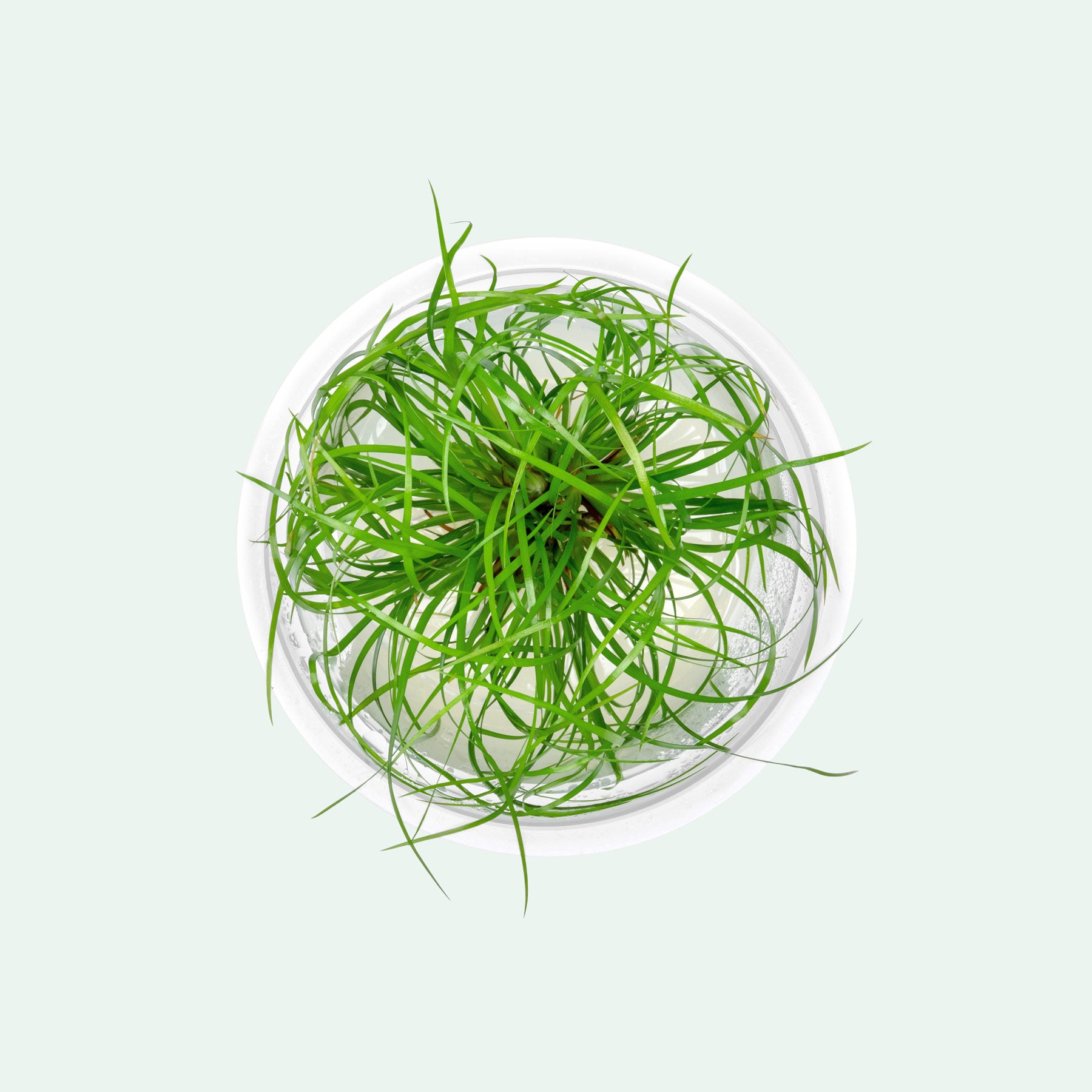 Juncus Repens - Glass Aqua