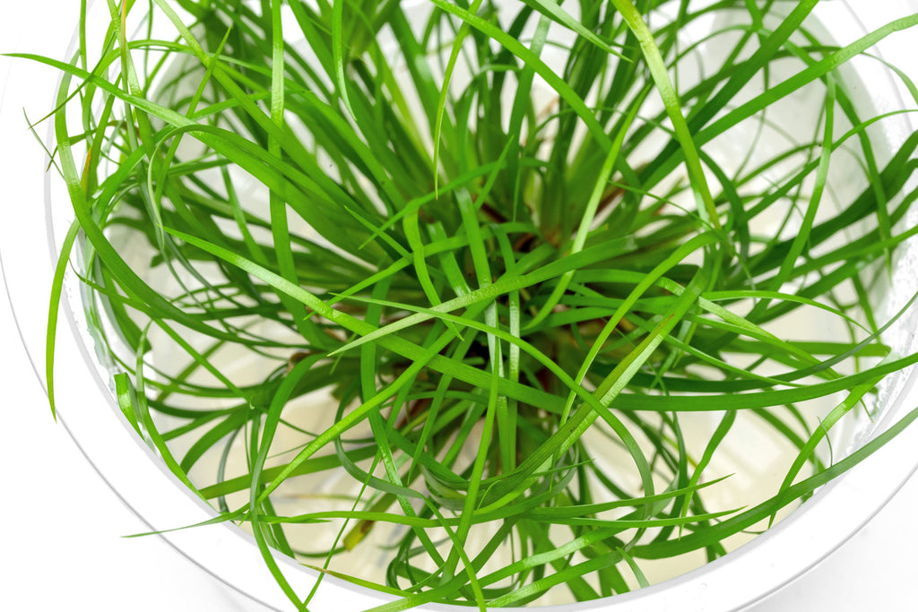Juncus Repens - Glass Aqua