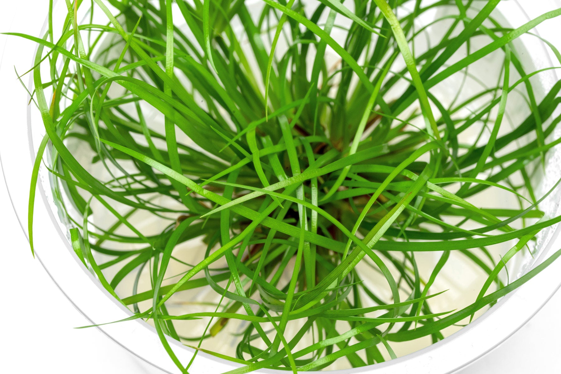 Juncus Repens - Glass Aqua
