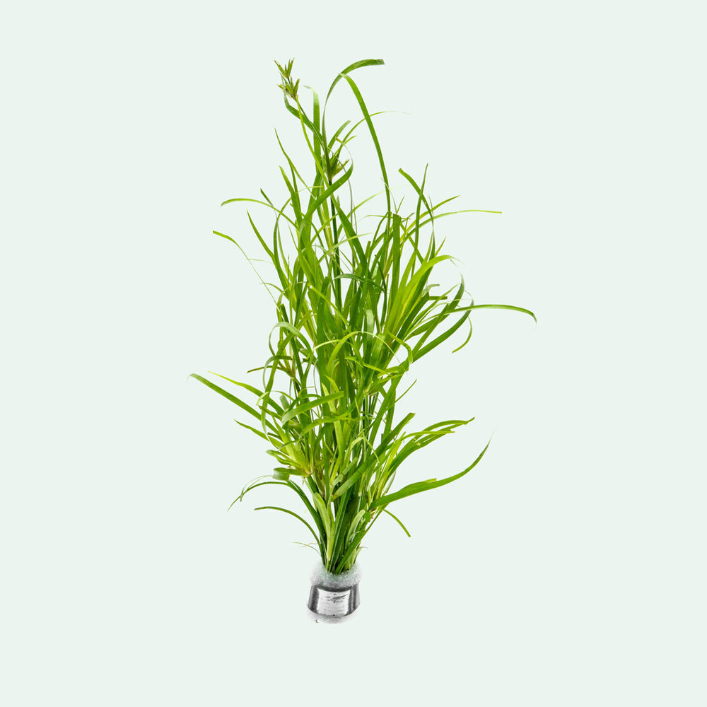 Juncus Repens Creeping Rush | Shop Midground Aquatic Plants - Glass Aqua