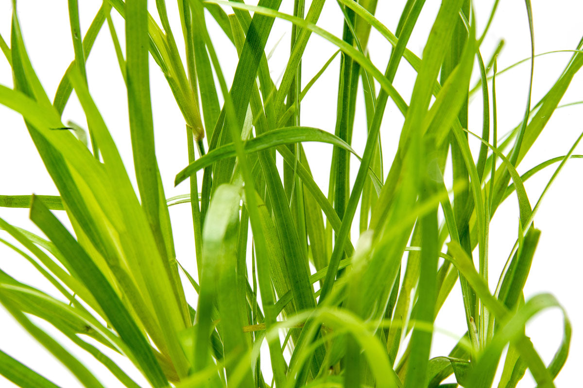 Juncus Repens Creeping Rush | Shop Midground Aquatic Plants - Glass Aqua