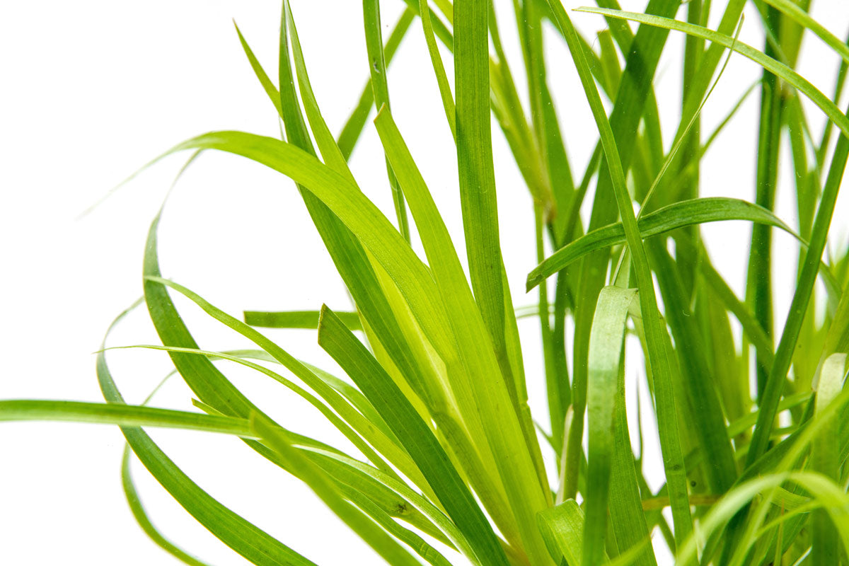 Juncus Repens Creeping Rush | Shop Midground Aquatic Plants - Glass Aqua