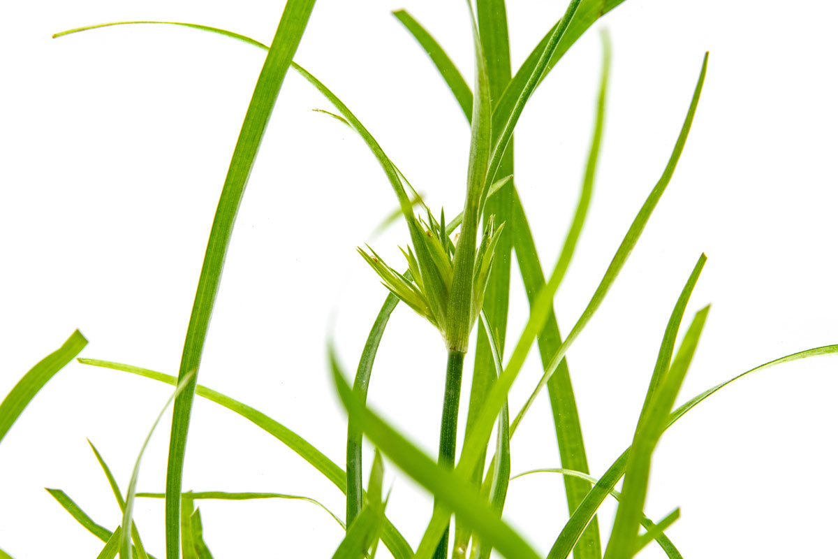 Juncus Repens Creeping Rush | Shop Midground Aquatic Plants - Glass Aqua