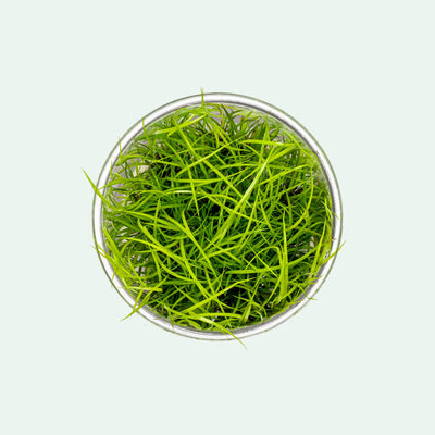 Juncus Repens - Glass Aqua