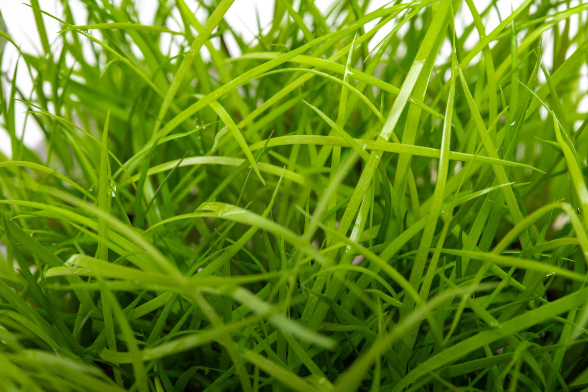 Juncus Repens - Glass Aqua