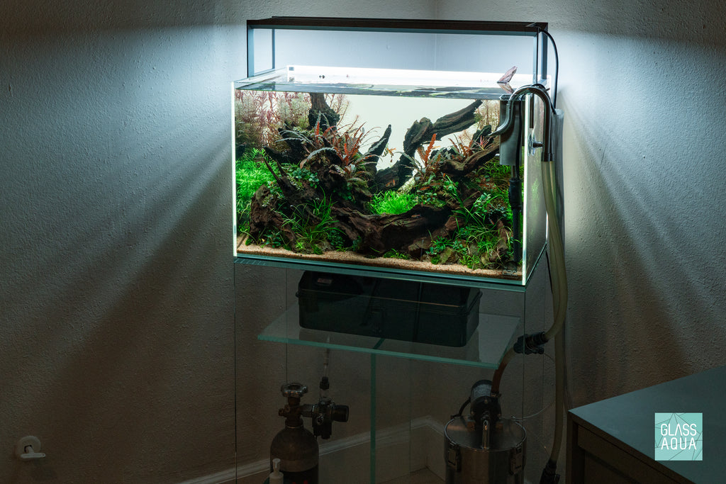 Hygrophila Pinnatifida 'UK' Uttara Kannada in ADA 60P Planted Tank Nature Aquarium Aquascape