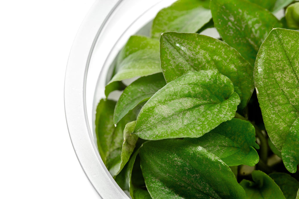Lagenandra Keralensis (Meeboldii Red Long) Aquatic Plant | Glass Aqua