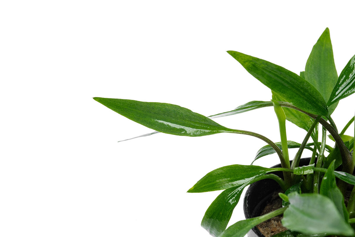 Lagenandra Thwaitesii Rare Live Aquatic Aquarium Plant