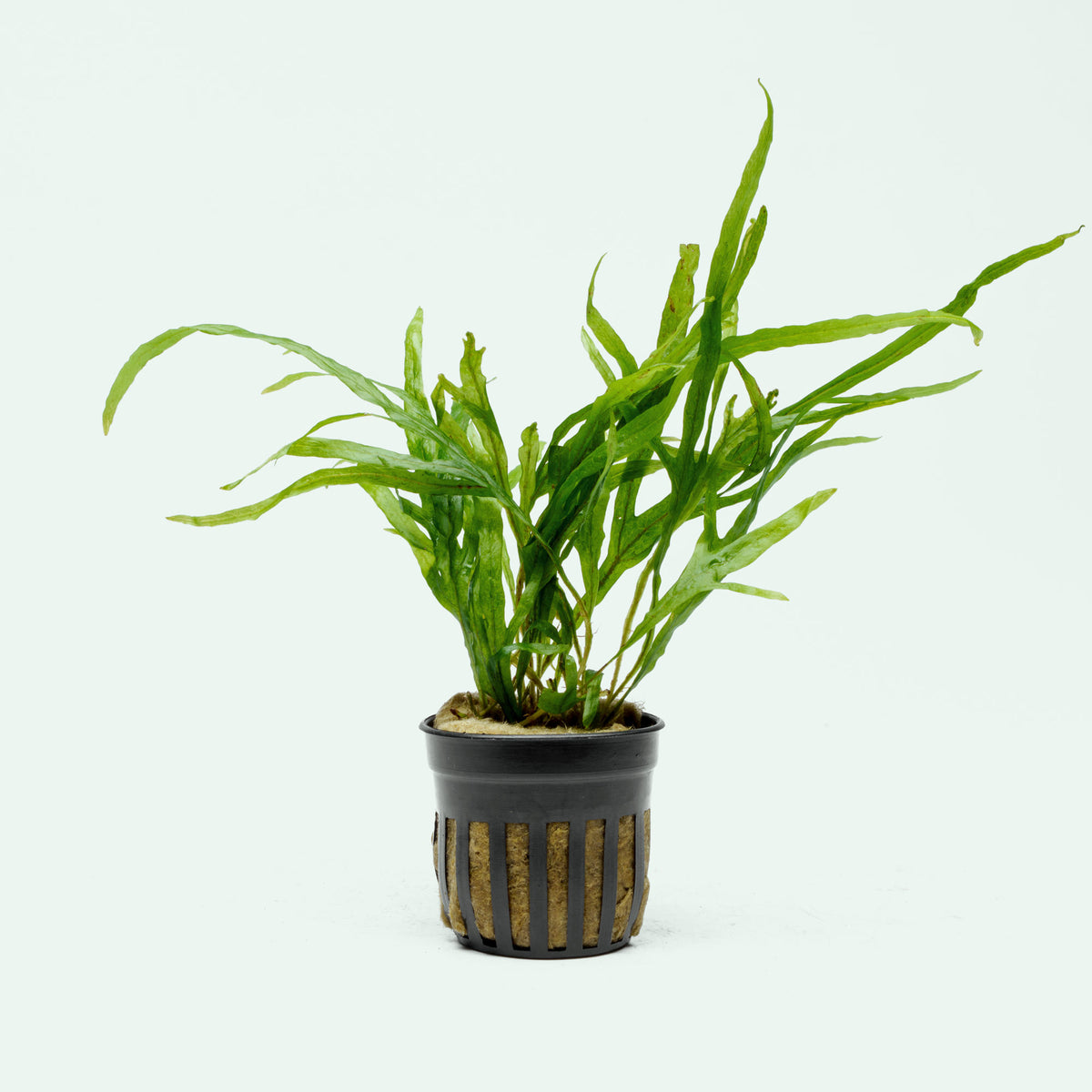Shop Microsorum Leptochilus Pteropus Trident Mini Aquarium Plant