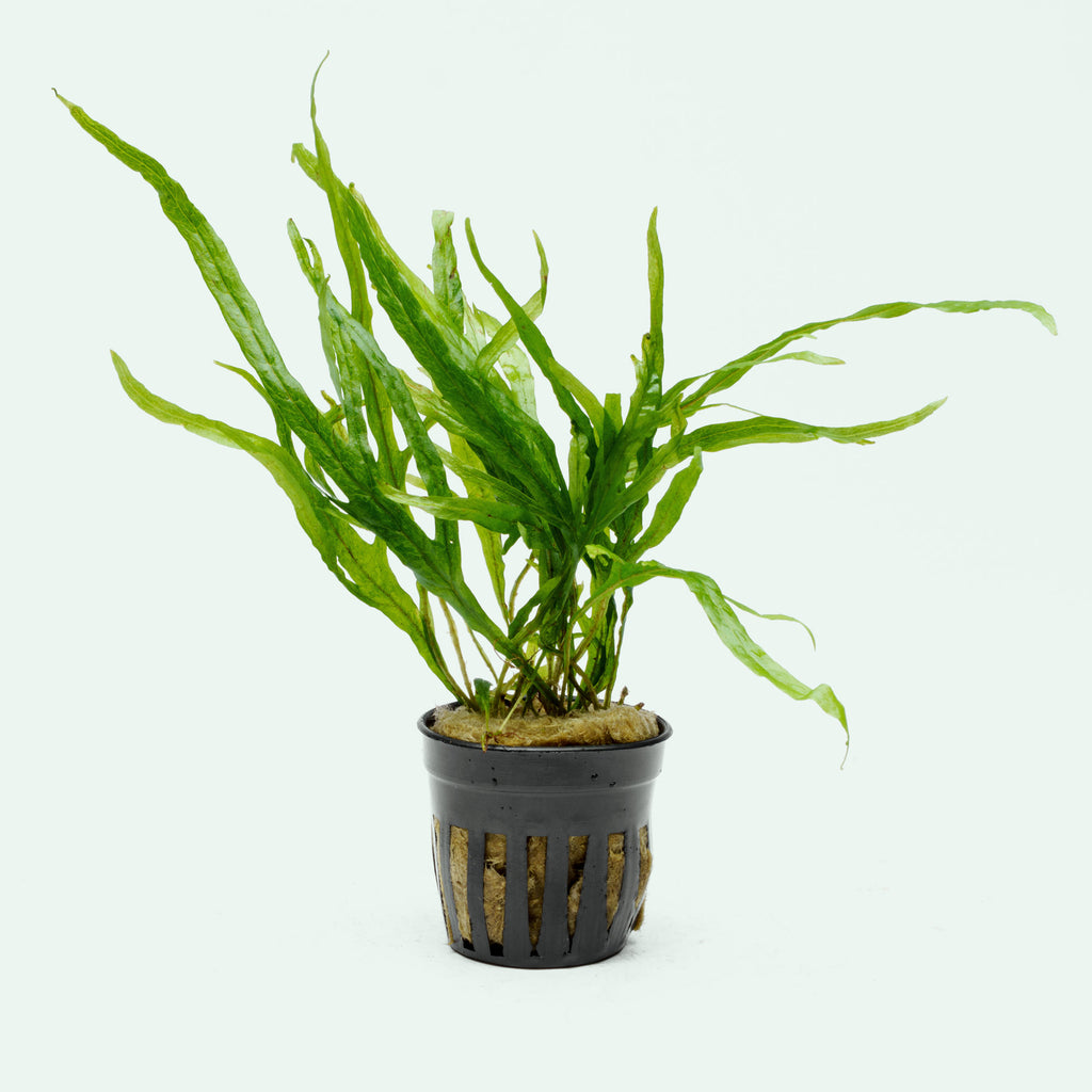 Shop Microsorum Leptochilus Pteropus Trident Mini Aquarium Plant