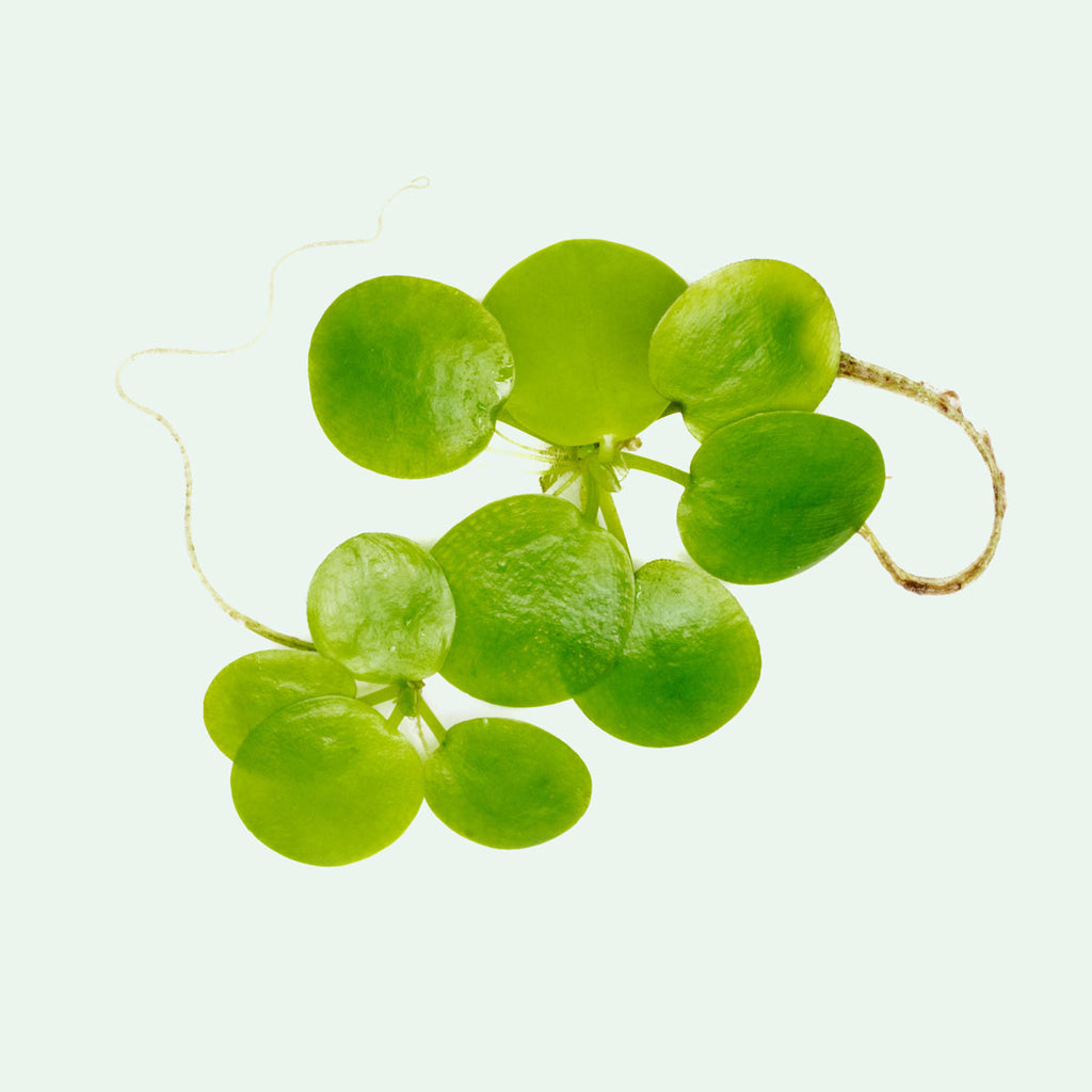 Assorted Floating Plant Bag - Glass Aqua