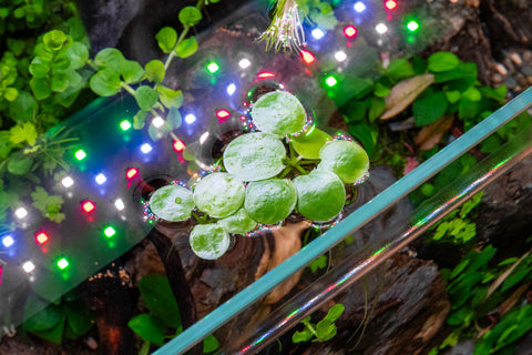 Limnobium Laevigatum - Amazon Frogbit