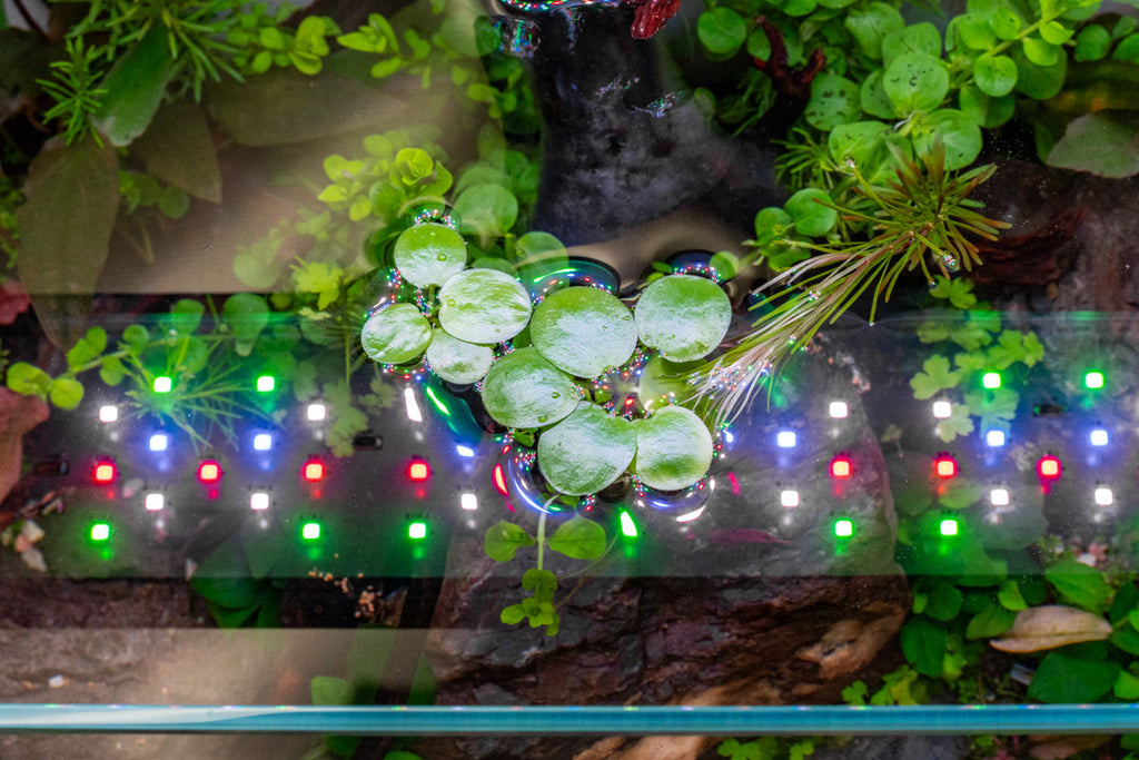 Assorted Floating Plant Bag - Glass Aqua