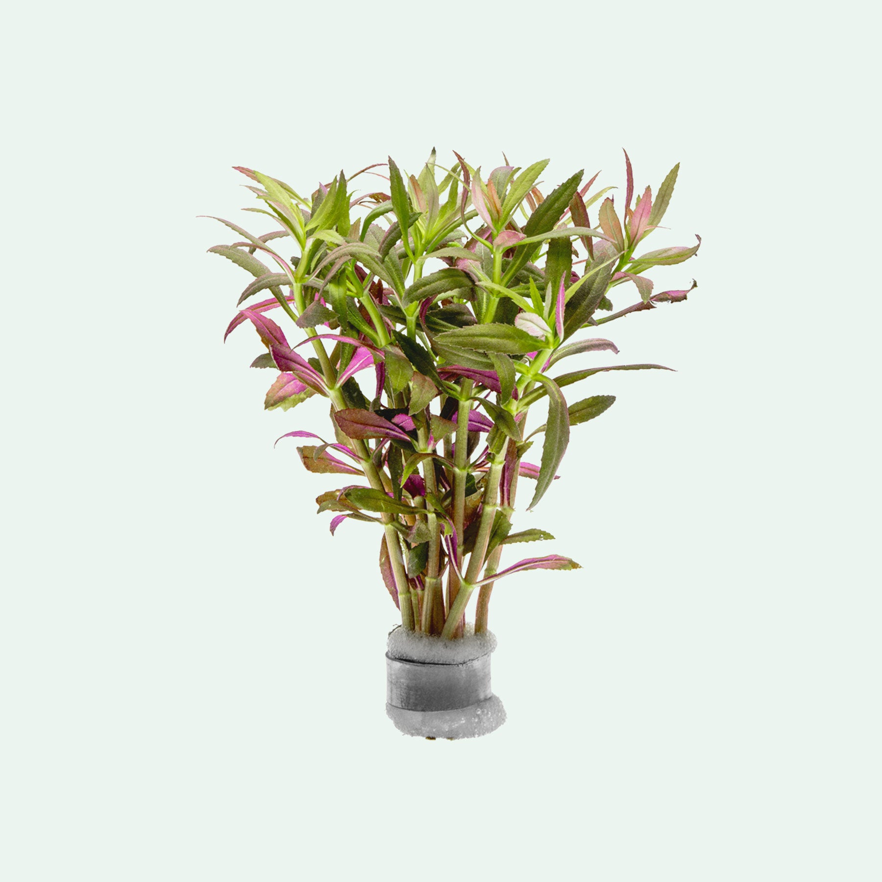 Shop Limnophila Aromatica Aquatic Plants - Glass Aqua