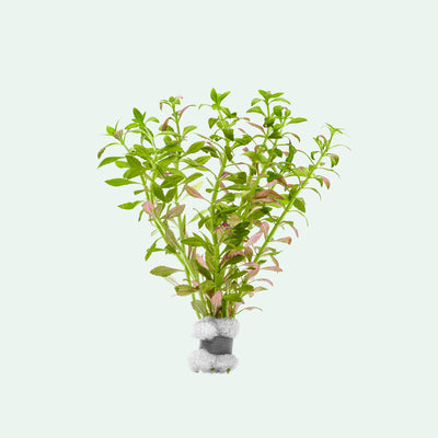 A soft-green aquarium stem plant that may develop purple and pink shades.