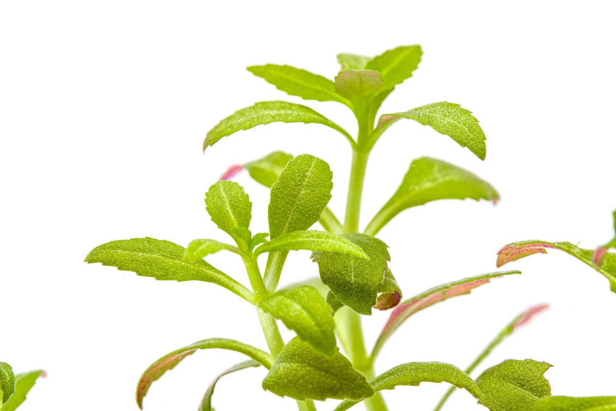 Close up of Limnophila Aromatica Mini's star-shaped leaves