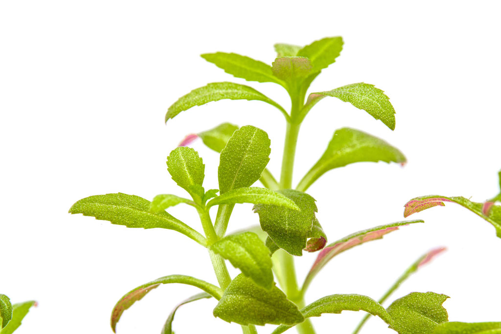 Close up of Limnophila Aromatica Mini's star-shaped leaves
