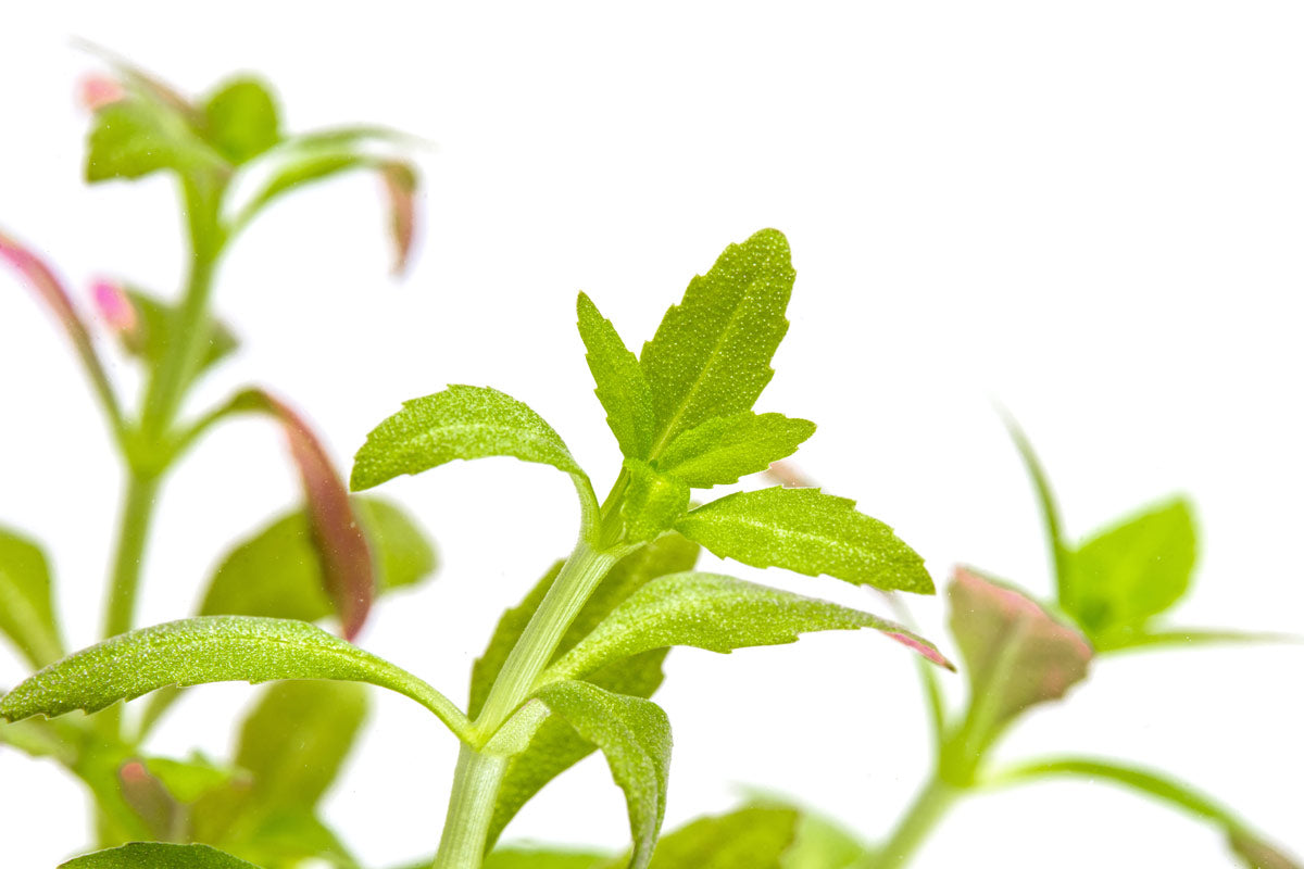 Close-up of textured, serrated leaves on an aquarium stem plant for planted tanks