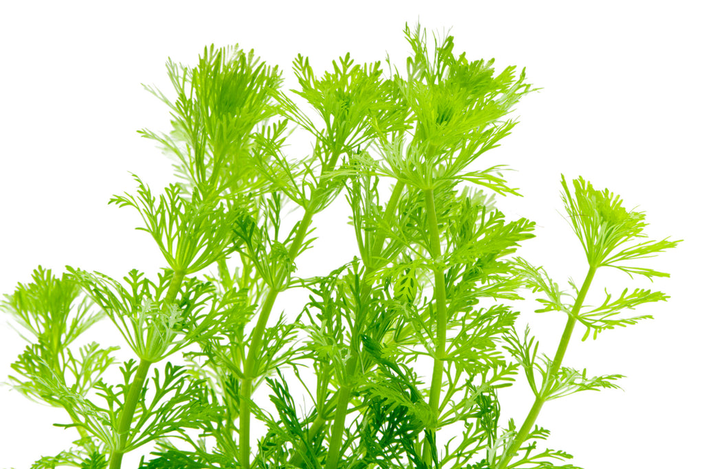 Limnophila Heterophylla - Glass Aqua