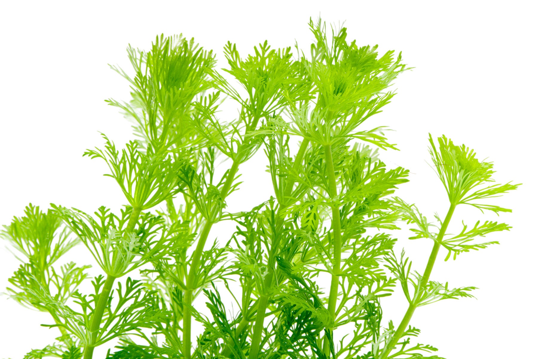 Limnophila Heterophylla - Glass Aqua