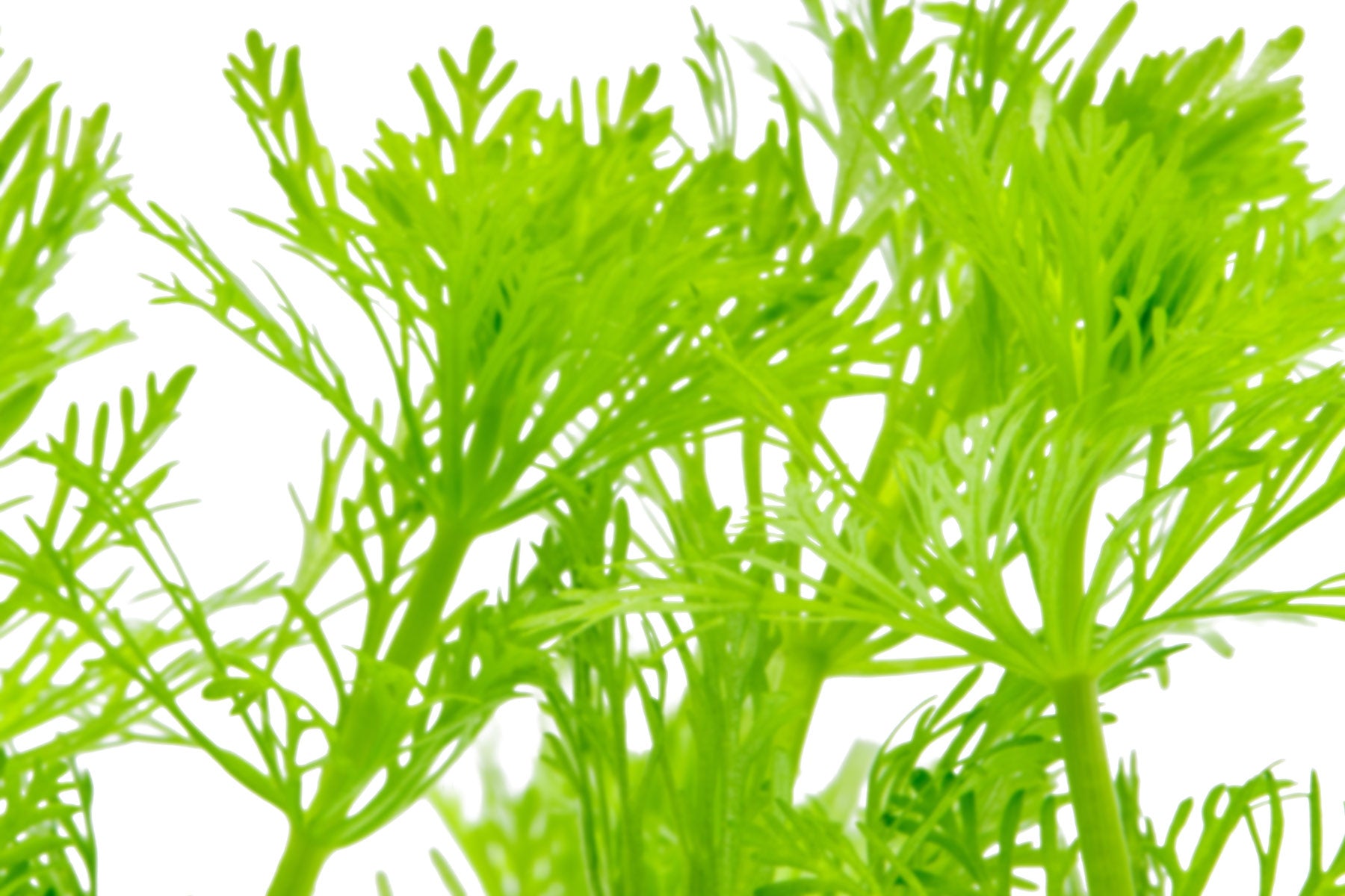 Limnophila Heterophylla - Live Aquatic Plant | Glass Aqua