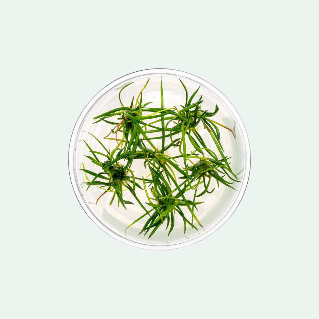 Littorella Uniflora Shoreweed Tissue Culture for Planted Aquarium Tank