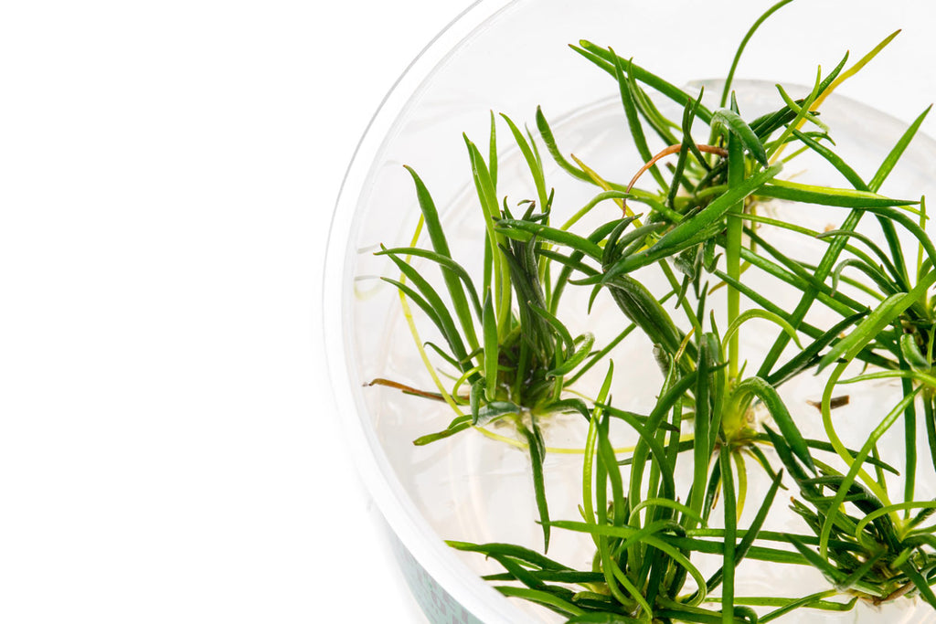 Littorella Uniflora Shoreweed Tissue Culture for Planted Aquarium Tank