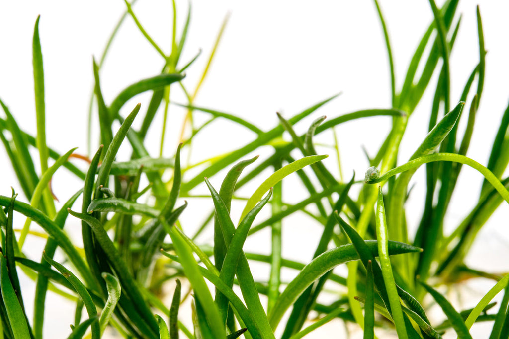 Littorella Uniflora Shoreweed Tissue Culture for Planted Aquarium Tank