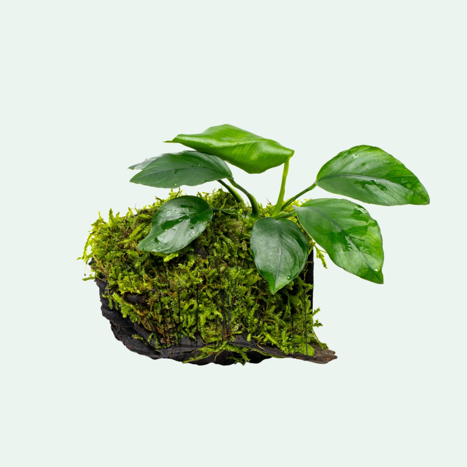Anubias Barteri & Christmas Moss Driftwood
