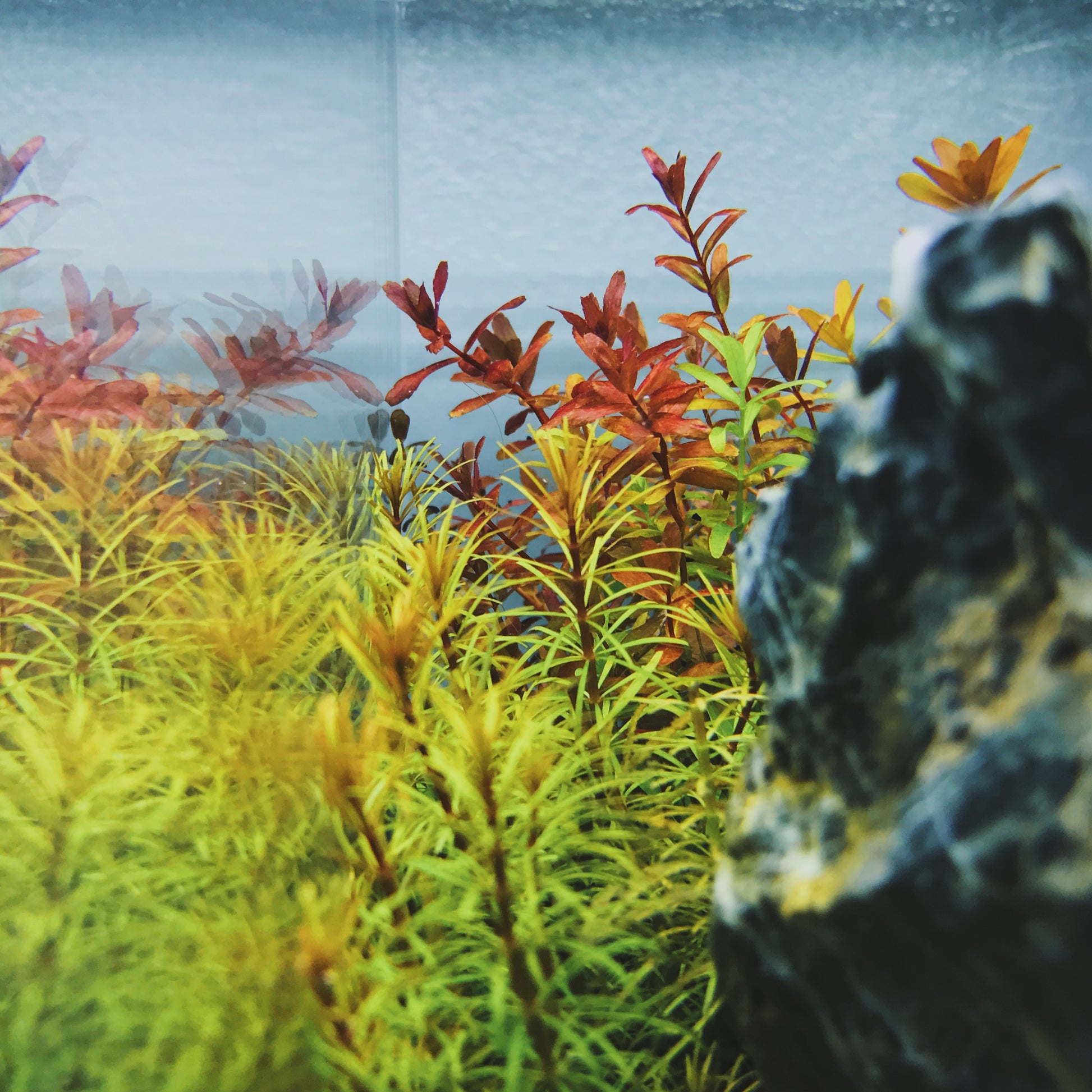 Rotala stem plants in nano cube planted tank