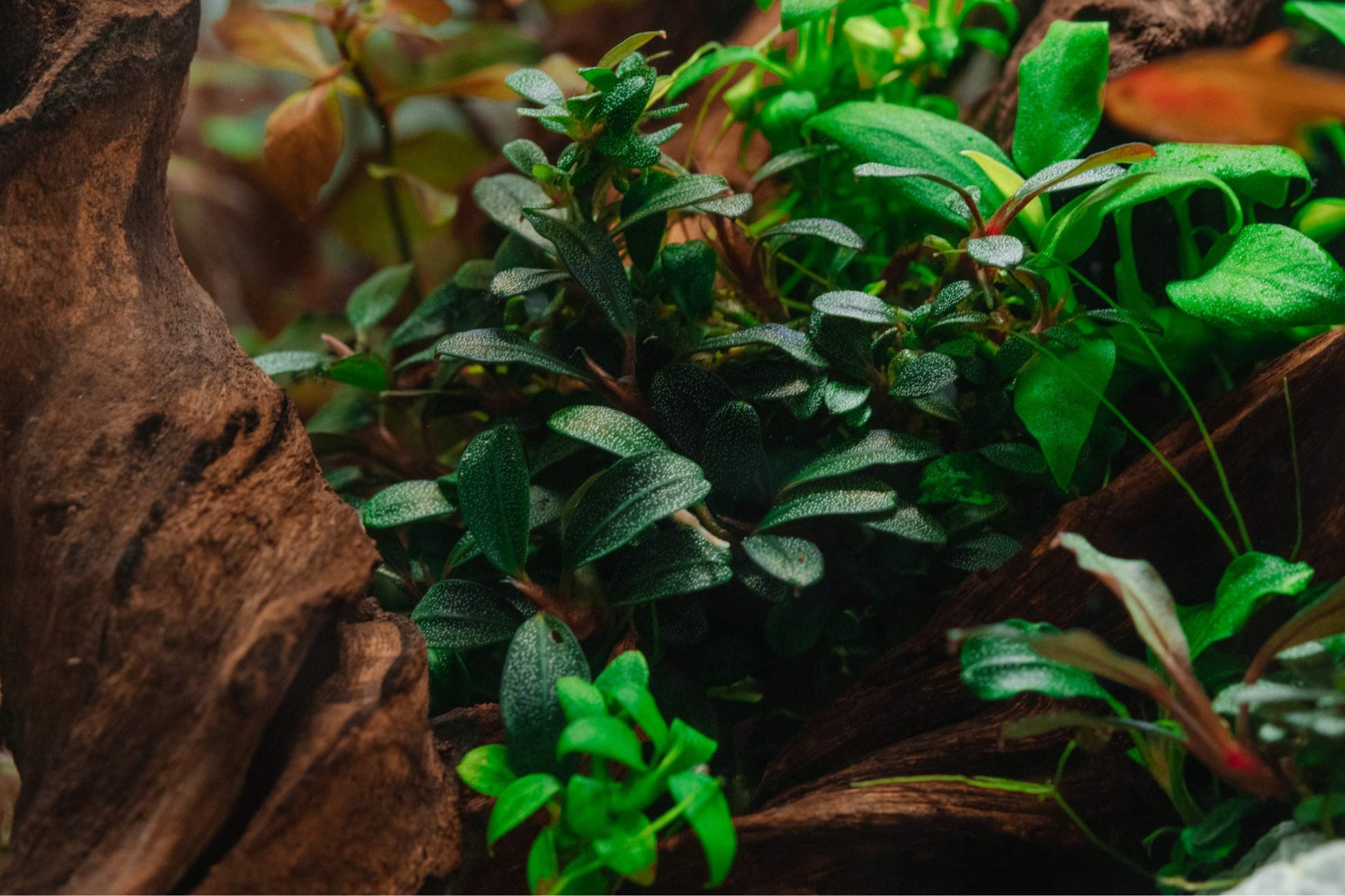jade plant aquarium Bucephalandra Brownie Jade