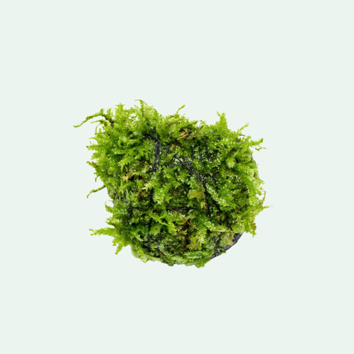 Live Christmas Moss on lava rock for freshwater aquariums and aquascaping