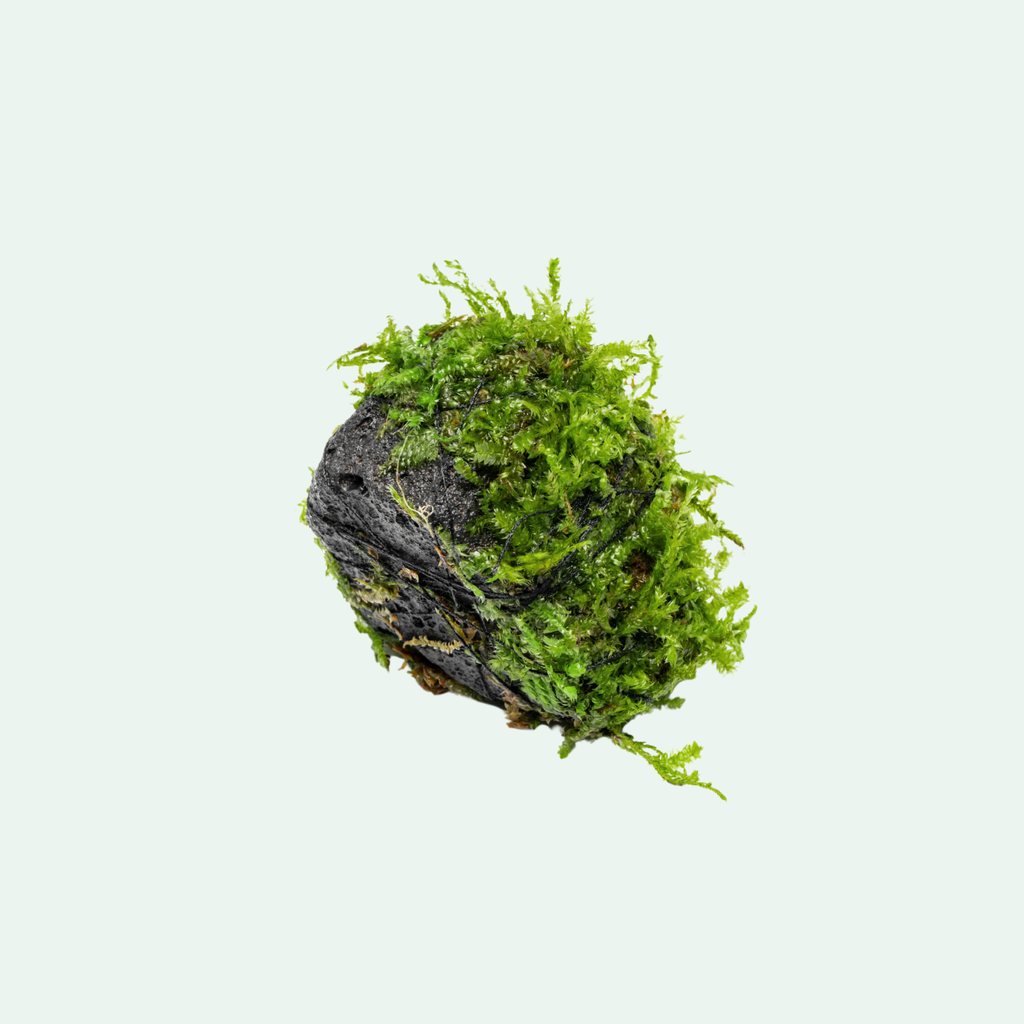 Christmas Moss Lava Rock