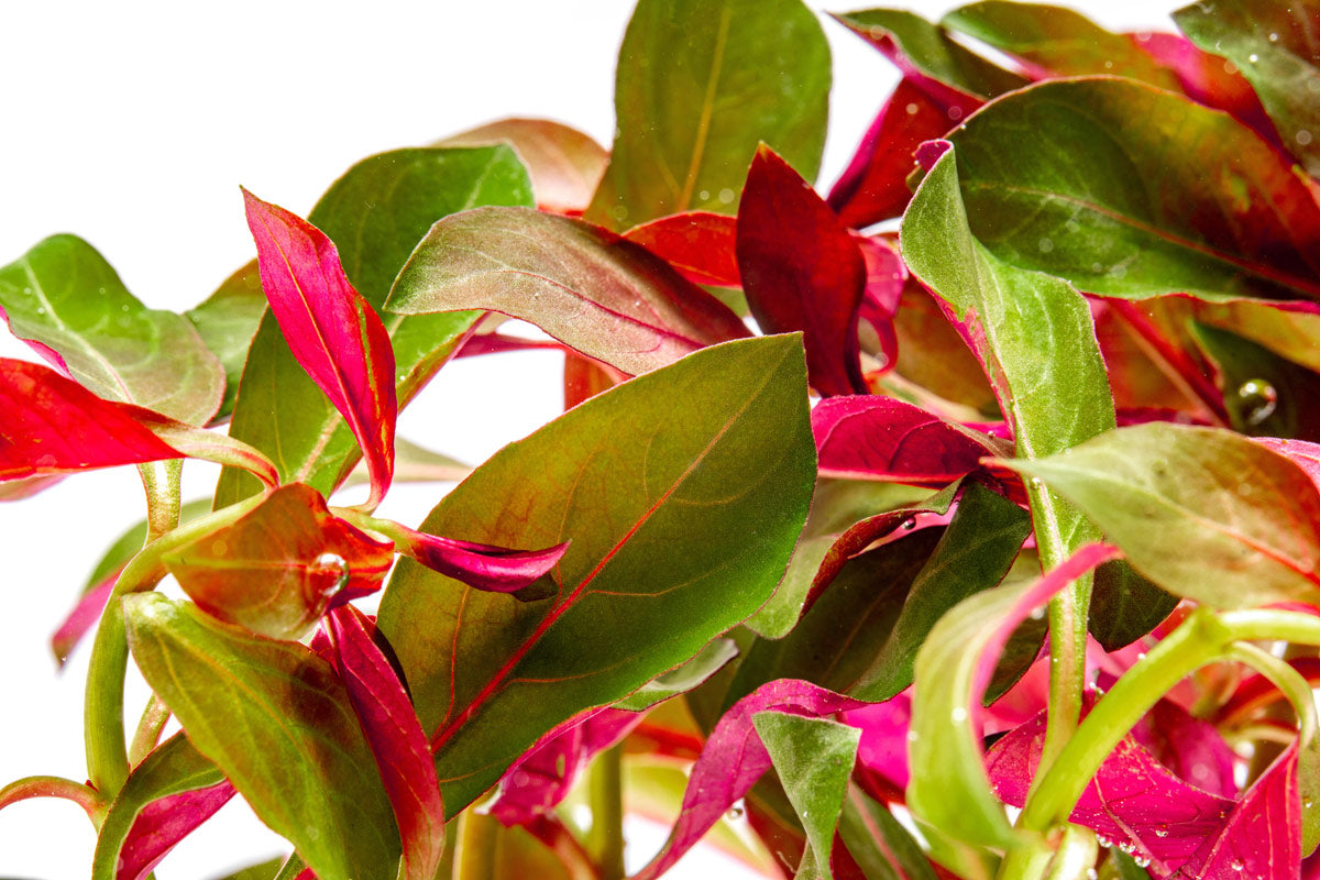 Ludwigia Glandulosa - Glass Aqua