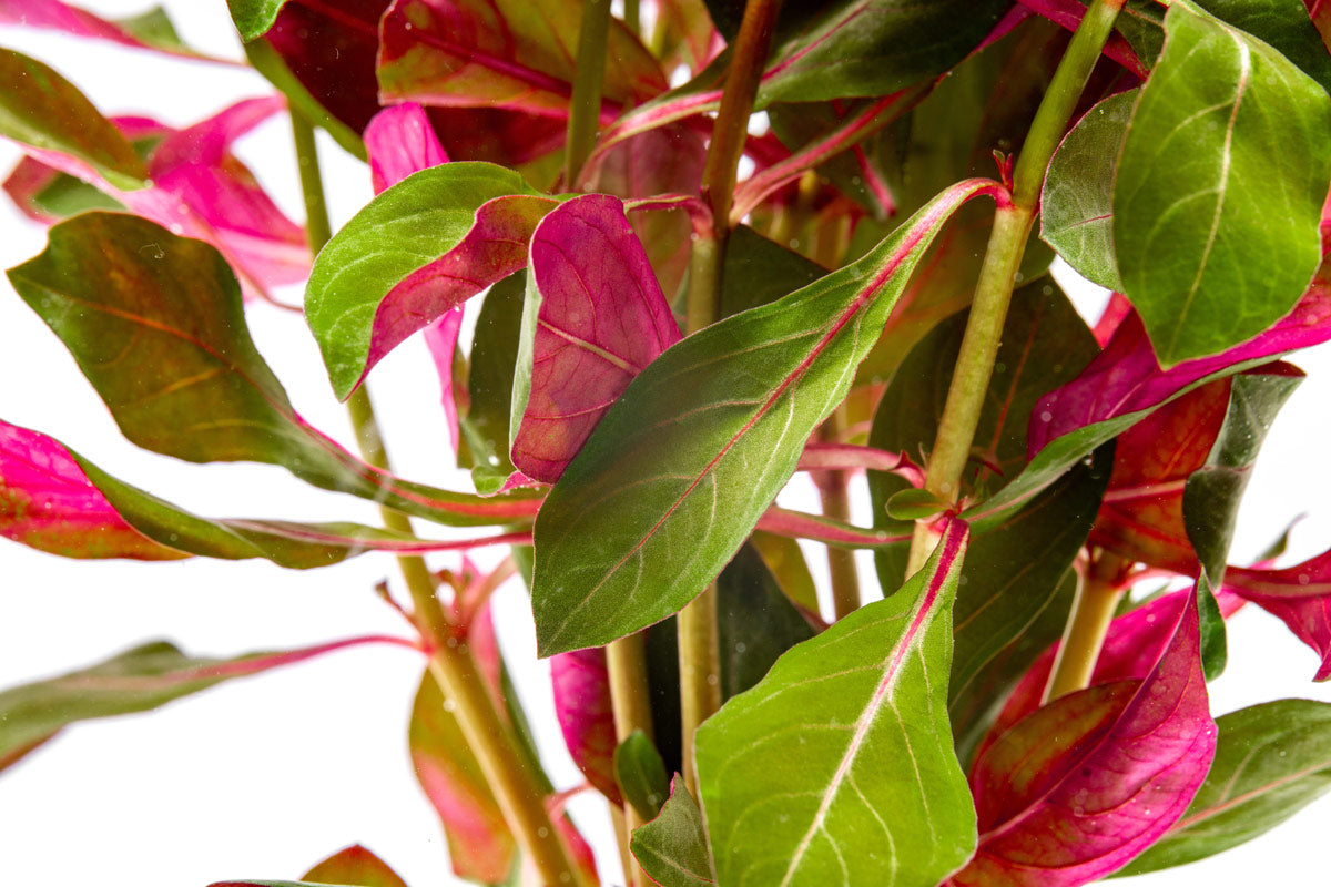 Ludwigia Glandulosa - Glass Aqua