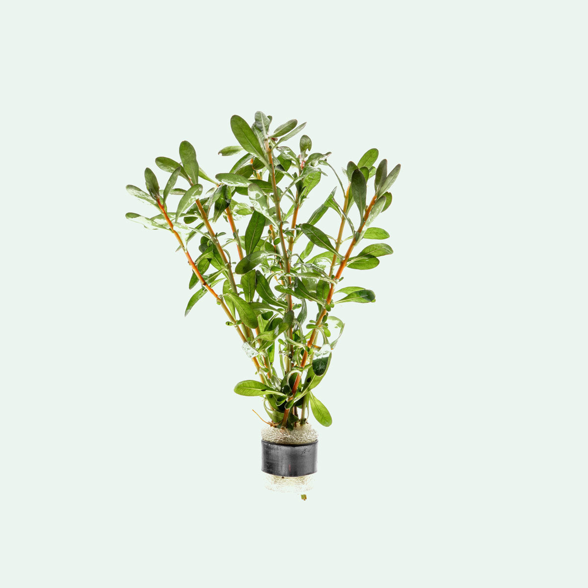 Ludwigia Inclinata - Glass Aqua