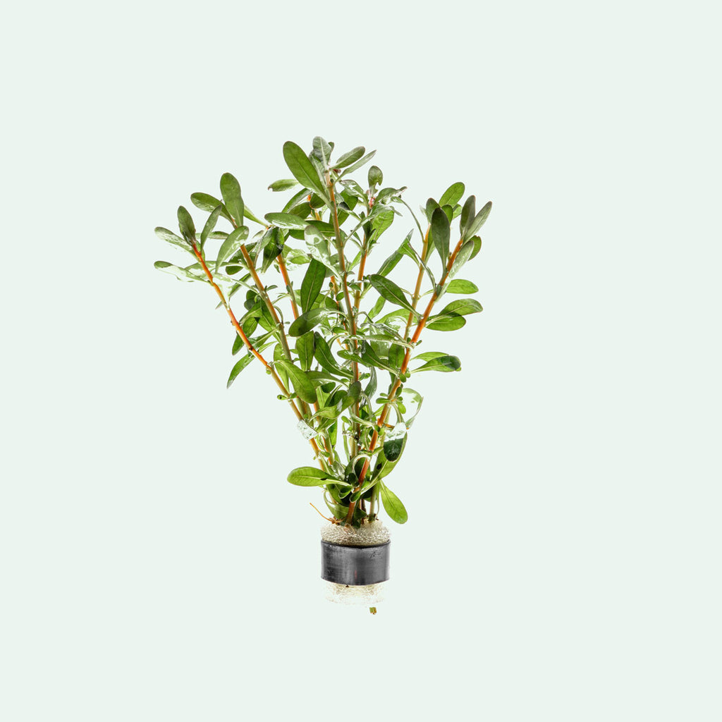 Ludwigia Inclinata - Glass Aqua