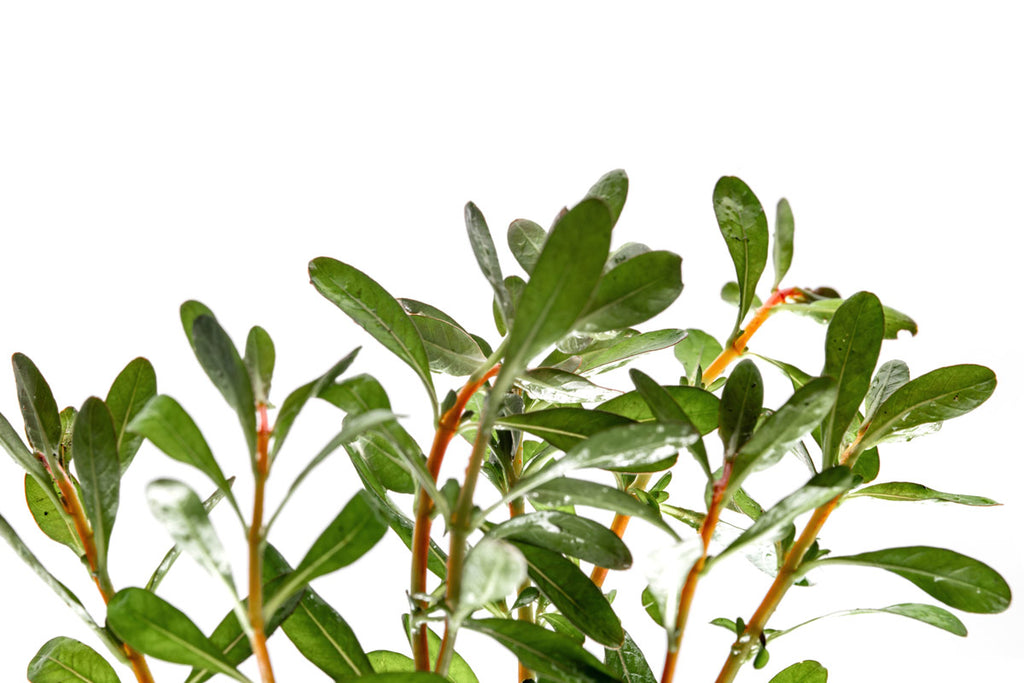 Ludwigia Inclinata - Glass Aqua