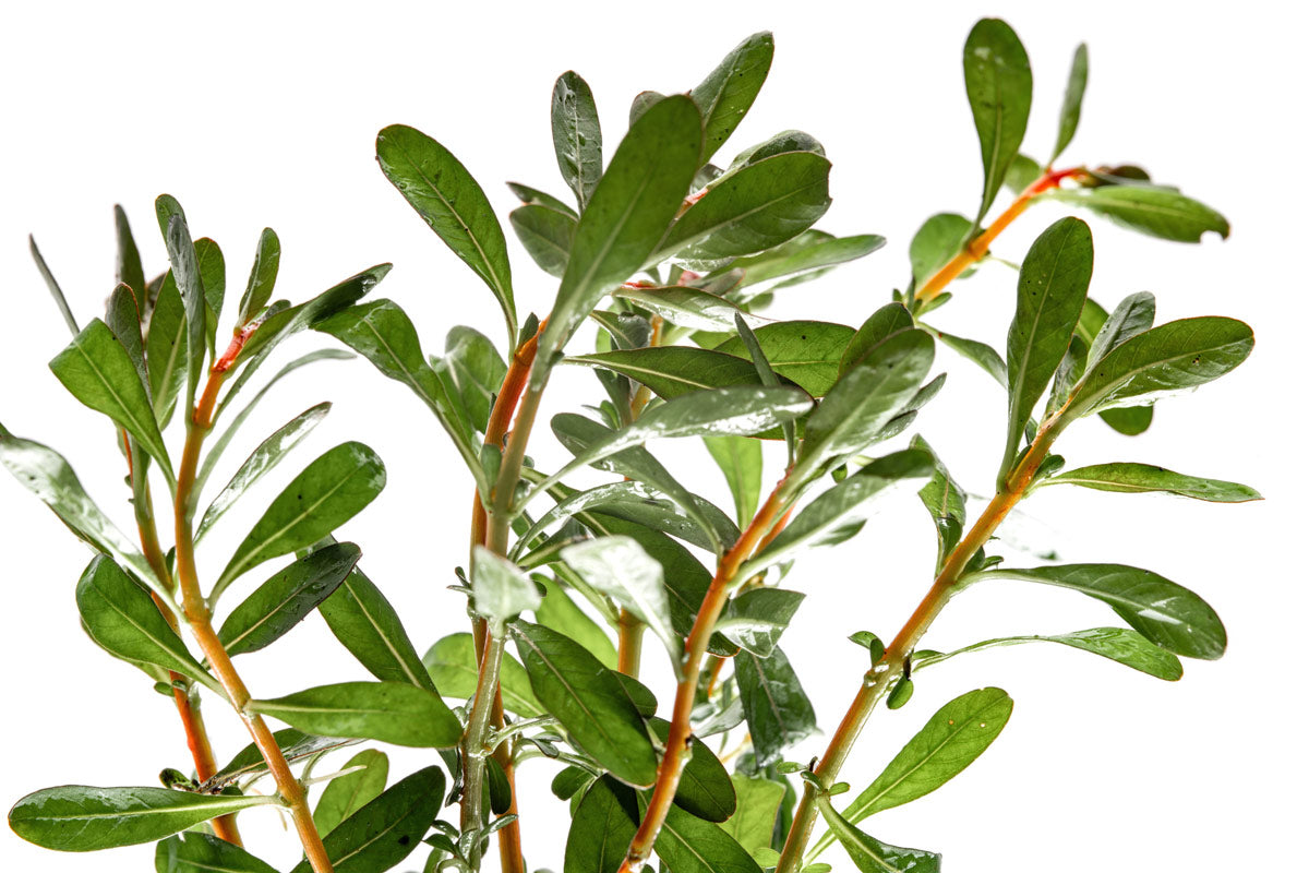 Ludwigia Inclinata - Glass Aqua