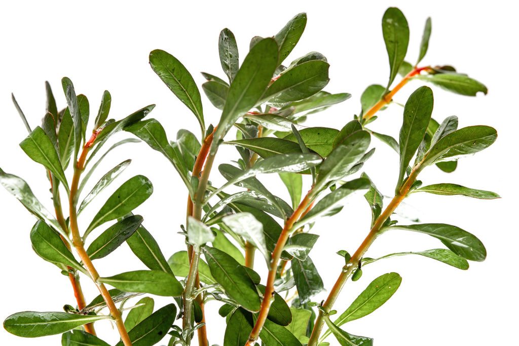 Ludwigia Inclinata - Glass Aqua