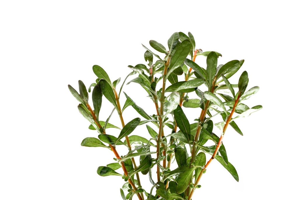 Ludwigia Inclinata Cuba