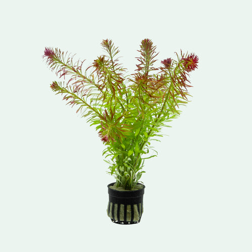 Ludwigia inclinata var verticillata meta live aquatic stem plant in netted pot