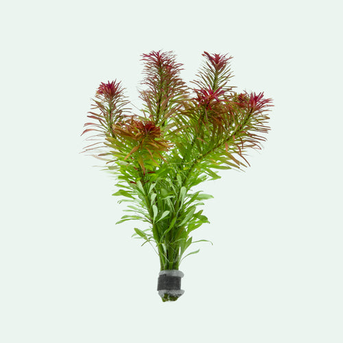 Ludwigiai inclinata var verticillata meta live aquatic stem plant in foam weighted bunch