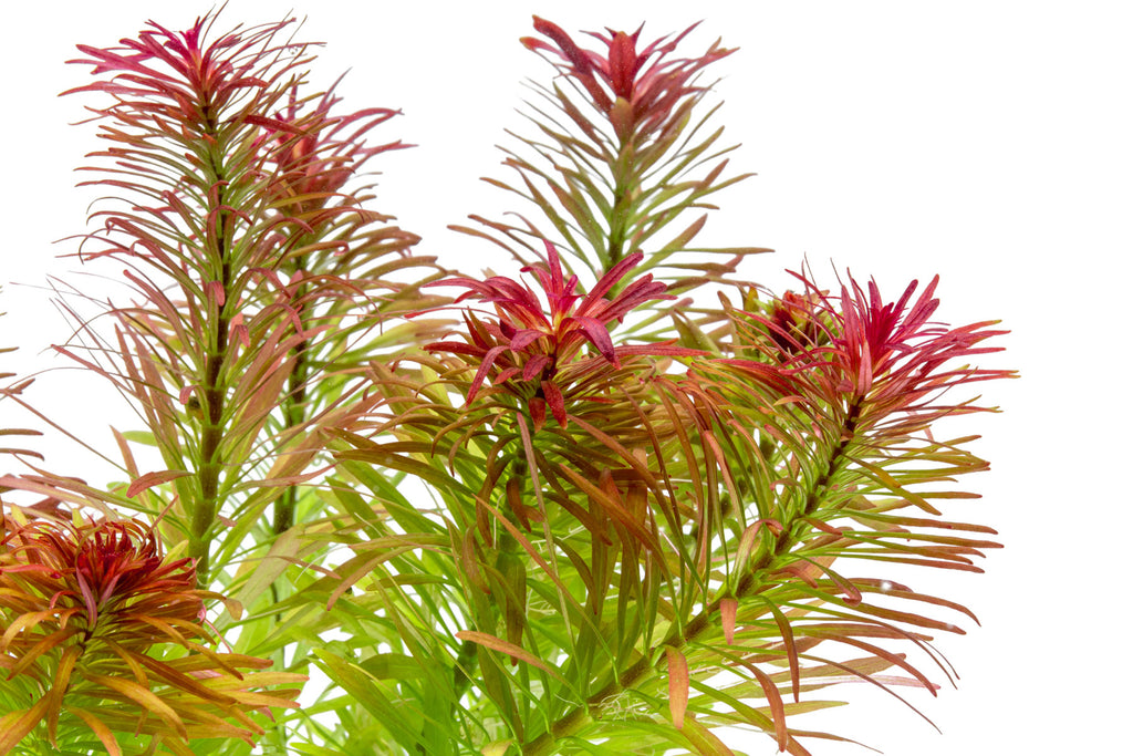 Close-up photo of Ludwigia Meta live aquatic stem plant
