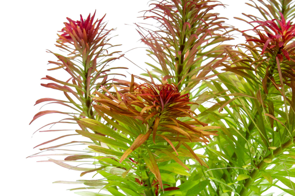 Close-up photo of Ludwigia Meta foliage