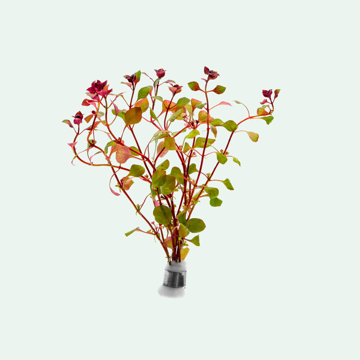 Ludwigia Natans - Glass Aqua
