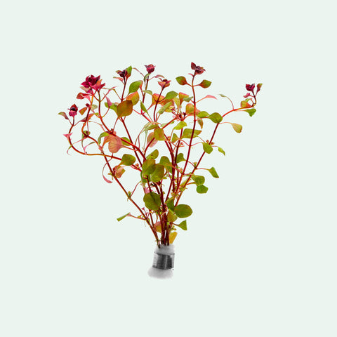 Ludwigia Natans - Glass Aqua