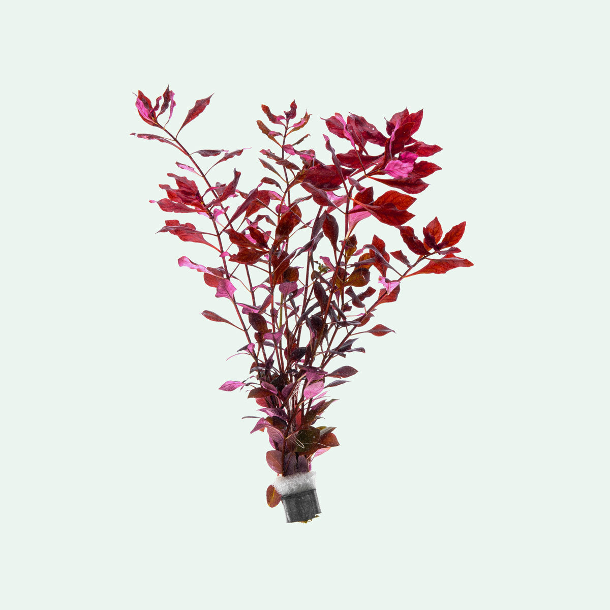 Ludwigia Natans - Glass Aqua